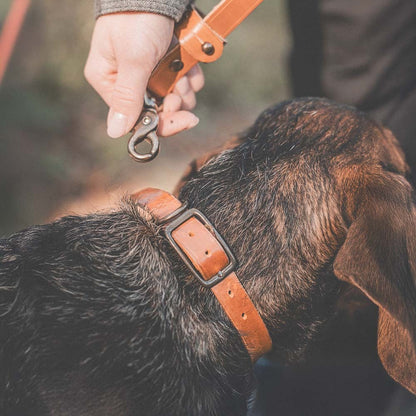 Collar de cuero Roselli para perros