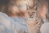 Cuchillo Hunting, No.02 Lince